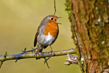 singendes Rotkehlchen // singing European robin (Erithacus rubecula) - obrazy, fototapety, plakaty