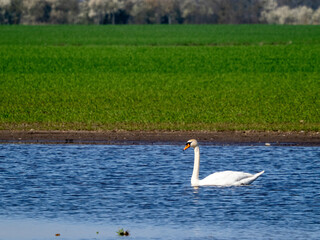Schwan