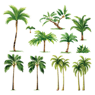 Palm Trees Clipart clipart isolated on white background