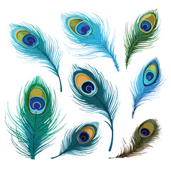 Peacock Feathers Clipart clipart isolated on white background