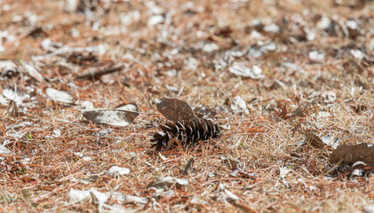 A pine cone fell on the ground.