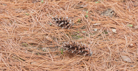 A pine cone fell on the ground.