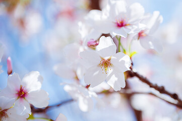 blossom in spring at Japan