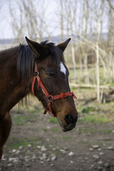 Horse on a farm - 763027565
