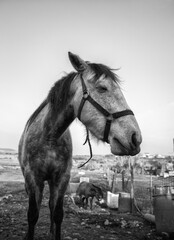 Horse on a farm - 763027571