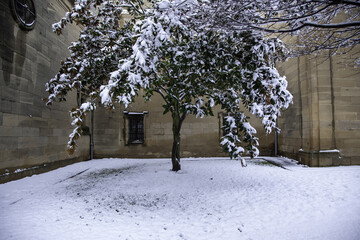 Tree under snow - 763027598