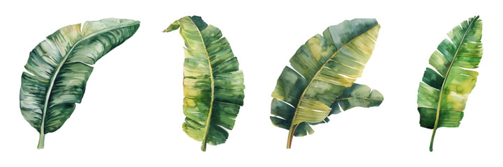 Set of watercolor banana leaves. Big leaves of banana tree on isolated background. Vector illustration - obrazy, fototapety, plakaty