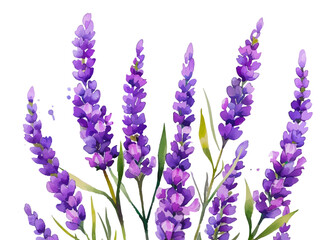 Watercolor lavender banner. Lavender flower bush on isolated background. Template for banners, invitations and other designs. Vector illustration.  © Narin
