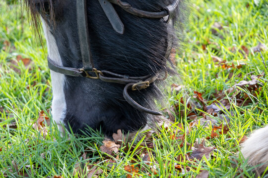 Black horse grazing on grass - close-up