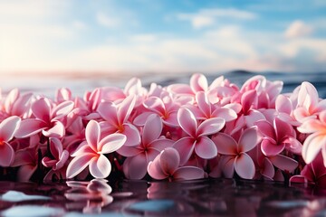 stylist and royal Panorama of plumeria flowers fresh for banner or cards background.