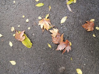 Autumn leaves on the asphalt. Maple leaf