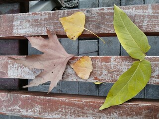Autumn leaves on a bench. Maple leaf