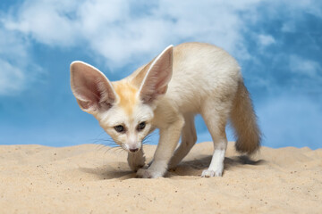 The Fennec Fox (Vulpes zerda) is the smallest fox species native to the deserts of North Africa.