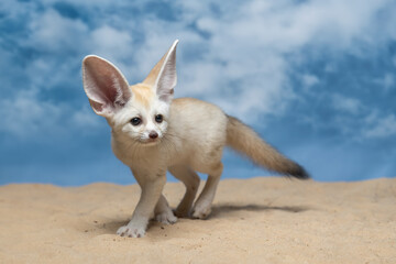 The Fennec Fox (Vulpes zerda) is the smallest fox species native to the deserts of North Africa.