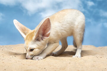The Fennec Fox Vulpes Zerda