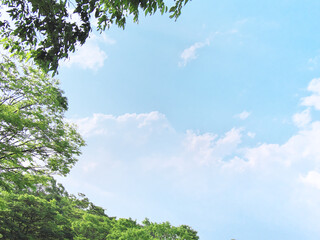 青空の鱗雲と緑