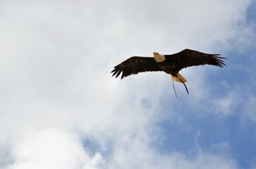 Bird public performance at Jungle Park in Tenerife island