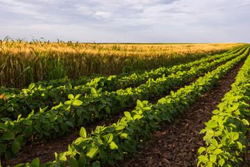Fototapeta na wymiar Agricultural landscape of golden wheat field