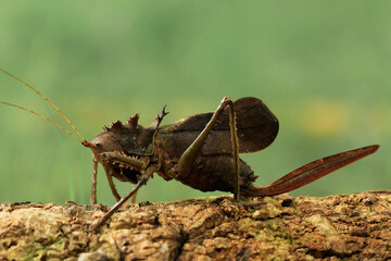 The Dragon Headed Katydid is long antenna grasshopper native to Indonesia and Malaysia.