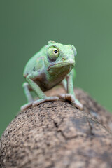 Baby Veiled Chameleon (Chamaeleo calyptratus) is climbing on a tree branch.