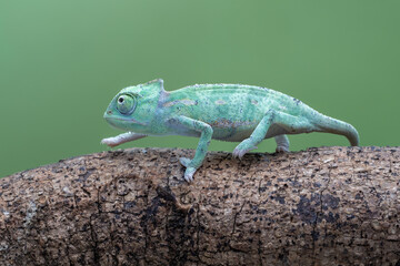 Baby Veiled Chameleon (Chamaeleo calyptratus) is climbing on a tree branch.