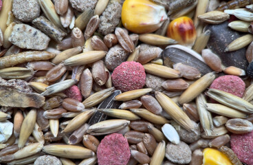 Texture of a colorful grains and seeds, close-up food for rodents