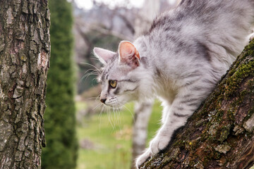 Young curious female cat is climbing tree in house garden