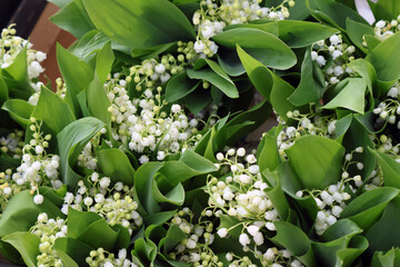 Obraz premium Du muguet à offrir pour le 1er mai