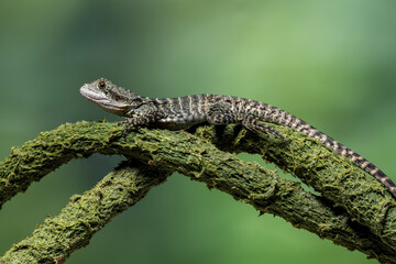 The Australian water dragon (Intellagama lesueurii) is an arboreal agamid species native to eastern...