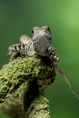 The front view of Australian water dragon (Intellagama lesueurii). The species is an arboreal agamid native to eastern Australia.
