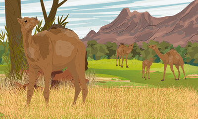 A herd of dromedary camels stands in dry grass in Australia. Realistic vector landscape