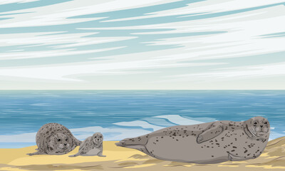 Family of harbor seals with pups lies on the sandy seashore. Realistic vector landscape