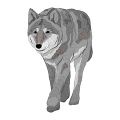 The gray wolf. Realistic vector predator