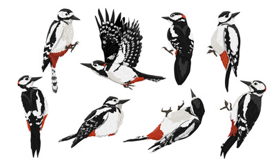Great spotted woodpecker set. Woodpeckers sit, chisel trees and fly. Wild bird of Palearctic and North America. Realistic vector animal