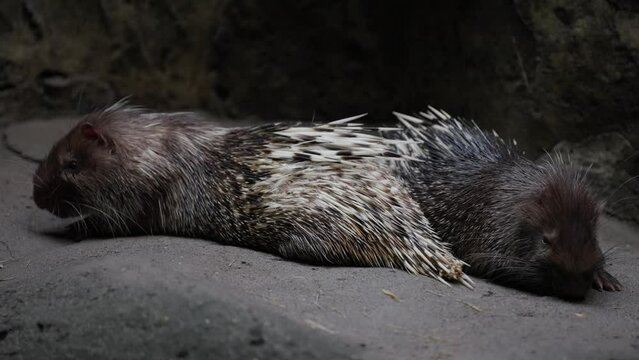 The Indian crested Porcupine, Hystrix indica or Indian porcupine is a large species of hystricomorph rodent belonging to the Old World porcupine family, Hystricidae