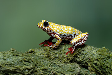 Painted Reed Frog or Spoted Tree Frog (Hyperolius viridiflavus) on mossy wood.