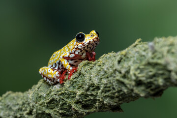 Painted Reed Frog or Spoted Tree Frog (Hyperolius viridiflavus) on mossy wood.