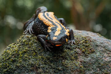 The Laos Warty Newt (Laotriton laoensis) or Laos Salamander is a species of salamander native to Laos, Southeast Asia.