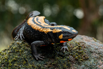 The Laos Warty Newt (Laotriton laoensis) or Laos Salamander is a species of salamander native to...