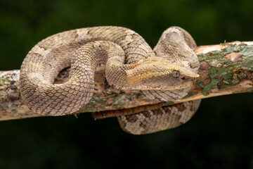 Trimeresurus or Craspedocephalus puniceus (Flat Nosed Pitviper) found in Indonesia.
