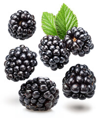 Blackberries and blackberries leaves levitating in air on white background. .