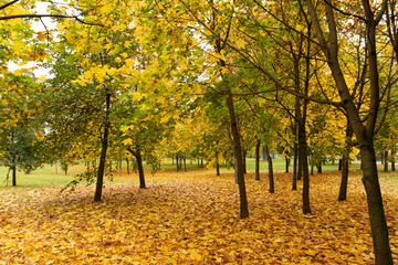 Naklejka premium Beautiful park with maple trees in autumn.