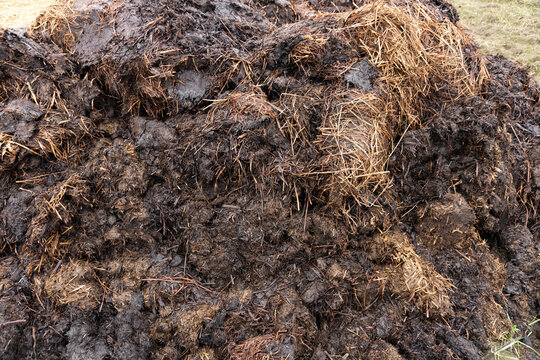 A pile of manure on a farm field. The concept of environmentally friendly products.