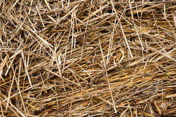 Background, texture of mown grass, hay. Close-up.