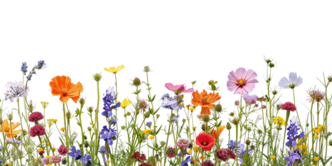 flowers in the grass, 