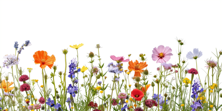 flowers in the grass, 