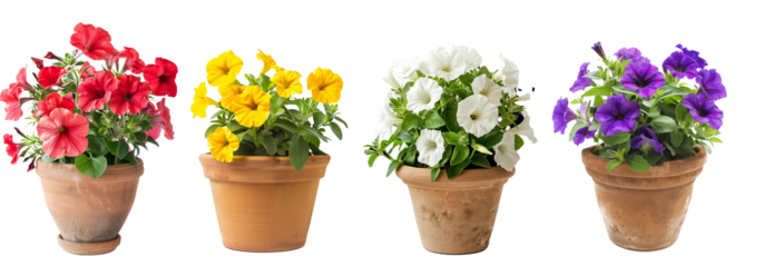 Set of a home pot petunia flowers 