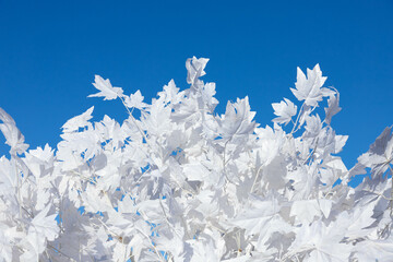 Winter Christmas background. New Year's maple tree with white leaves on a background of blue sky with a place to write the text.