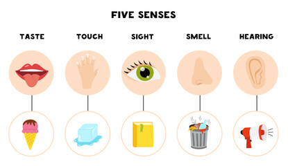 Five senses organs, vector illustration. Sight hearing taste touch smell.