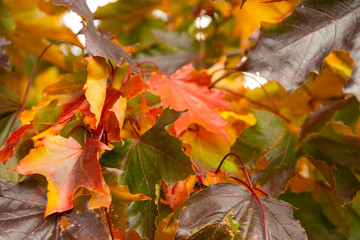 Colored autumn maple leaves on a tree branch. Selective focus.